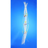 TUYAU TYGON PHARMED POUR POMPE PERISTALTIQUE, 2 CAVALIERS PAR 6