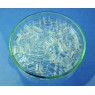 ANNEAUX DE RASCHIG EN VERRE SODOCALCIQUE 10 X 10 mm PAR 1 KG